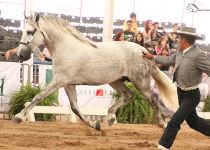 W CARDIEL SAN FERNANDO DE Y. SANTA ELENA CAMPEON DEL CONCURSO