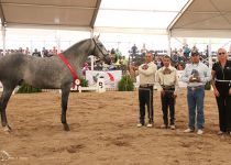 W HURACAN MTB DE CORTIJO MARIA TERESA SUBCAMPEON JOVEN DEL CONCURSO