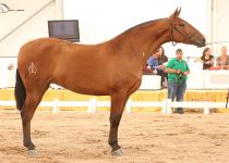 W SE DUQUESA DE YEGUADAS SANTA ELENA CAMPEONA JOVEN DEL CONCURSO