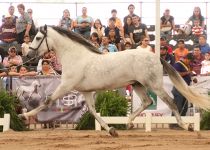 W gladiador mejores movimientos DEL CONCURSO