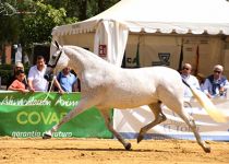 XM VINATERA DE Y. ANDIC. CAMPEONA Y MEJORESMOVIMENTOS DE YEGUAS ADULTAS Y SUBCAMPEONA DEL CONCURSO