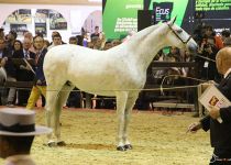 XM VINATERA DE Y. ANDIC SUBCAMPEONA DEL MUNDO 2016