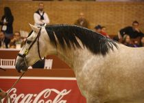 YUCATAN DE RAMOS DE SR4 CAMPEON DEL MUNDO EN POTROS DE TRES AÑOS