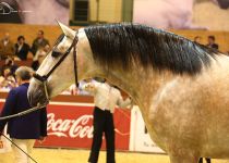 YUCATAN DE RAMOS DE SR4 CAMPEON JOVEN DEL MUNDO 2016