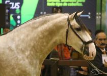 YUCATAN DE RAMOS DE SR4 CAMPEON JOVEN DEL MUNDO SICAB 2016