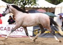 YUCATAN DE RAMOS DE SR4 CAMPEON JOVEN DE MOVIMIENTOS SERVA 2016