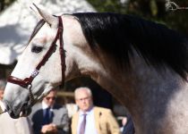 YUCATAN DE RAMOS DE YEGUADA SR4 ORO Y MEJORES MOVIMIENTOS