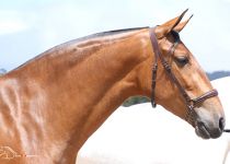 YURENA RAM DE GANADERIA CARIDAD DEL COBRE ORO EN POTRAS DE TRES ANOS Y SUBCAMPEONA JOVEN CENTROAMERICANA