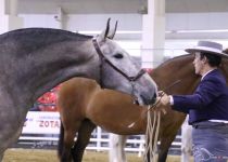 ZARZUELA SINIA DE Y. SA SINIA SUBCAMPEONA DEL CONCURSO. PRESENTA J.M. MAS