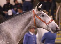 DALILA AG DE ALEJANDRO TAYLOR BRONCE EN POTRAS DE 2 ANOS