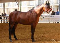 PALOMO XIV
