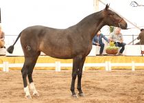 w SOÑADORA LGD DE D. LUIS G0NZALEZ DIEZ BRONCE EN POTRAS DE 2 AÑOS